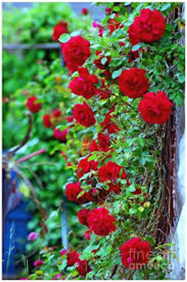 Red_Climbing_Rose_Plant