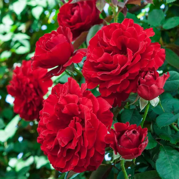 Red_Climbing_Rose_Plant