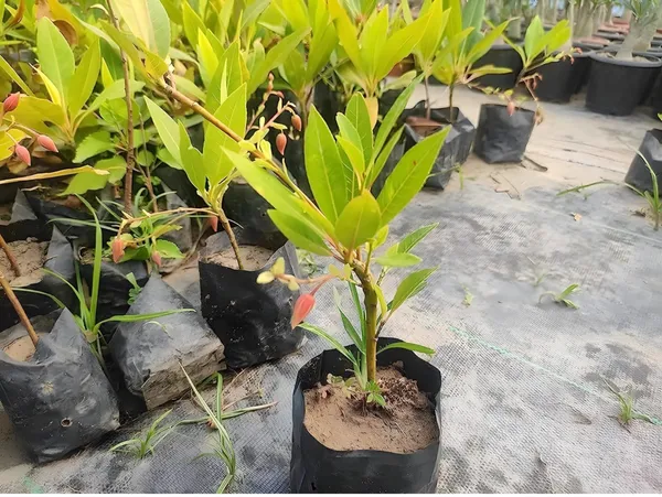 Real_Rudraksha_Hybrid_Live_Plant