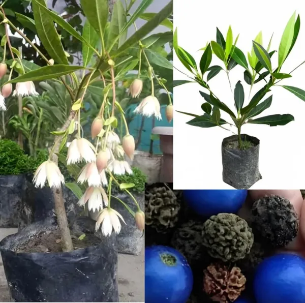 Rudraksha_Nepali_Variety_Plant_Air_Learning_Grafted