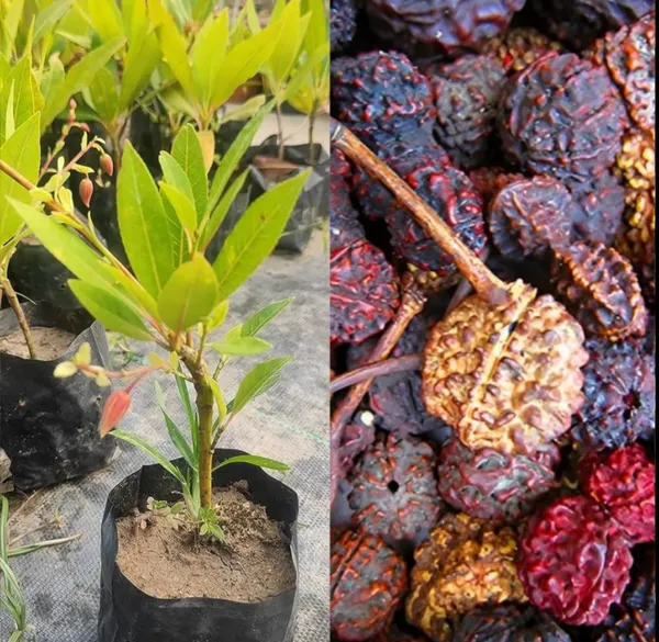 Real_Rudraksha_Hybrid_Live_Plant