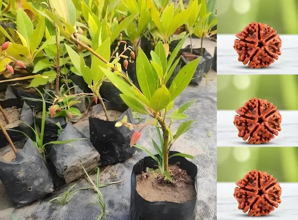 Real_Rudraksha_Hybrid_Live_Plant