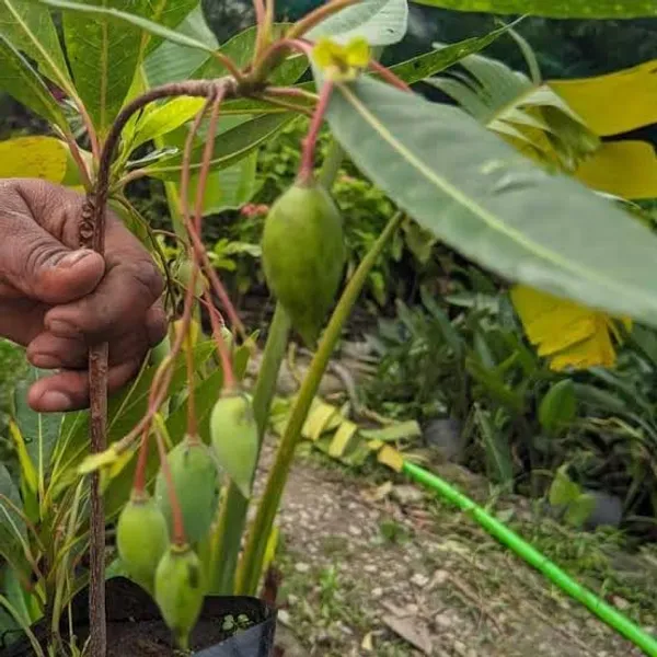 Rudraksha_Highly_Benefited_Plant