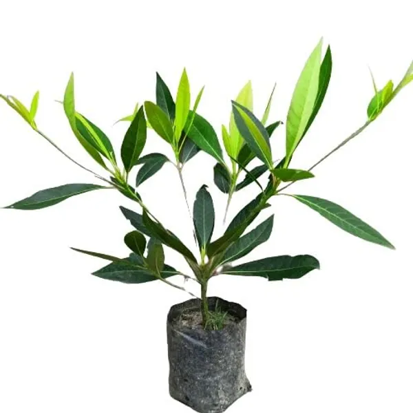 Rudraksha_Highly_Benefited_Plant