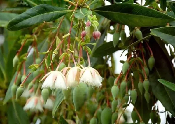 Rudraksha_Highly_Benefited_Plant
