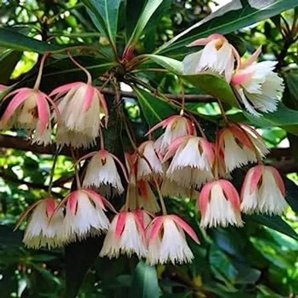 Rudraksha_Plant_Elaeocarpus_Ganitrus_Aakkam_1_Healthy_Plant