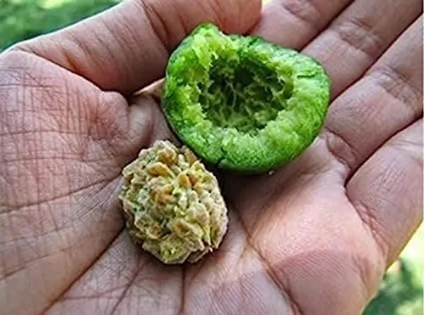 Rudraksha_Plant_Elaeocarpus_Ganitrus_Aakkam_1_Healthy_Plant