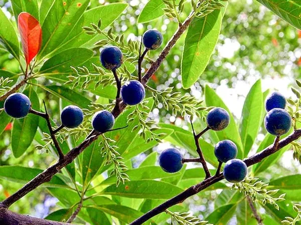 Rudraksha_Plant_Elaeocarpus_Ganitrus_Aakkam_1_Healthy_Plant