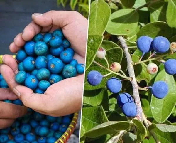 Rudraksha_Plant_Elaeocarpus_Ganitrus_Aakkam_1_Healthy_Plant