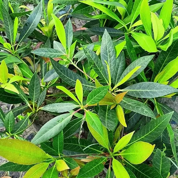 Rudraksha_Highly_Benefited_Plant