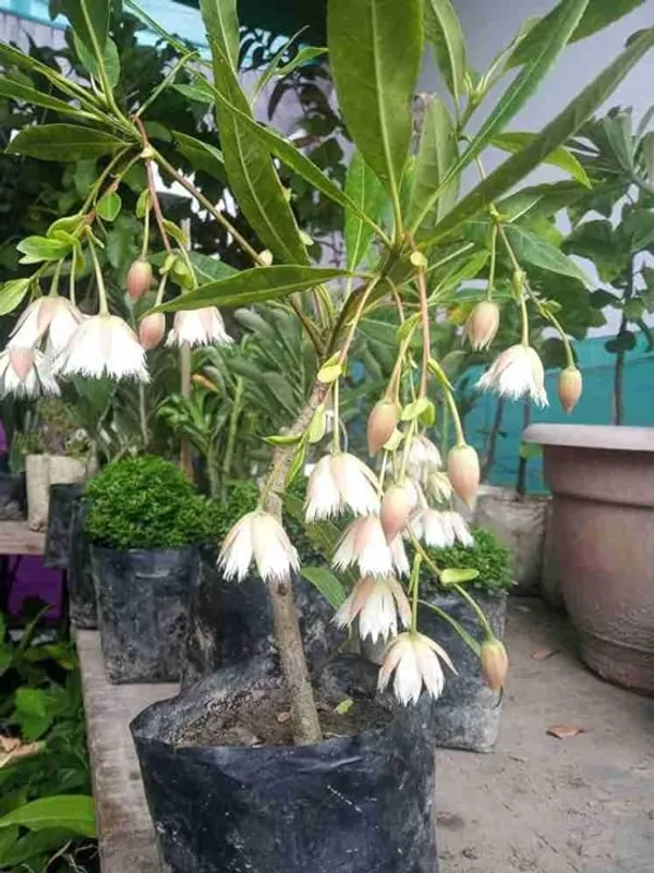 Rudraksha_Live_Plant