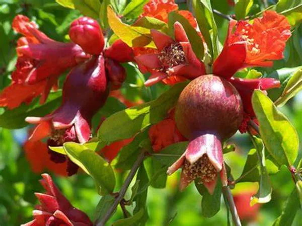 Russian_Hybrid_&_Healthy_Pomegranate_Fruit_Plant_(Grafted,_Pack_Of_1)