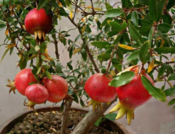 Russian_Hybrid_&_Healthy_Pomegranate_Fruit_Plant_(Grafted,_Pack_Of_1)