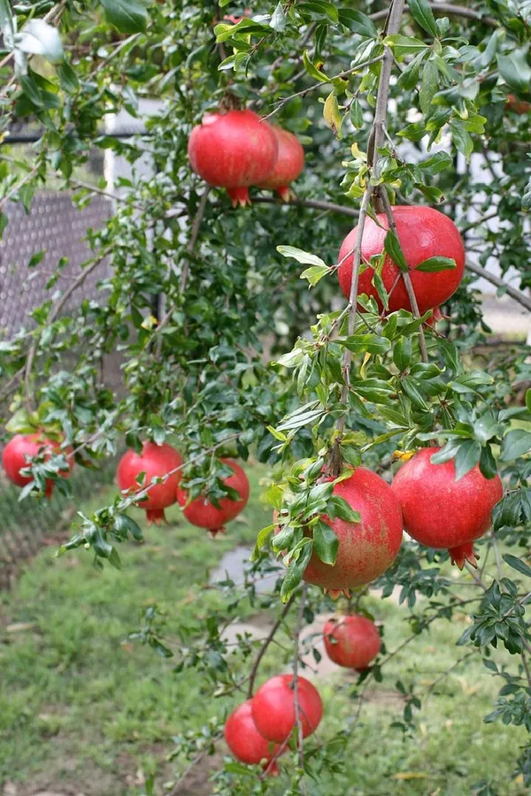 Russian_Hybrid_&_Healthy_Pomegranate_Fruit_Plant_(Grafted,_Pack_Of_1)