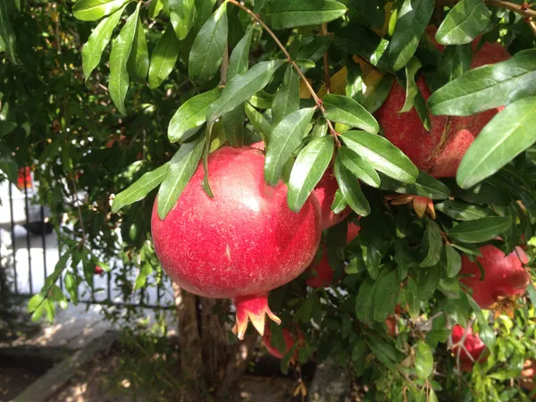 Russian_Hybrid_&_Healthy_Pomegranate_Fruit_Plant_(Grafted,_Pack_Of_1)