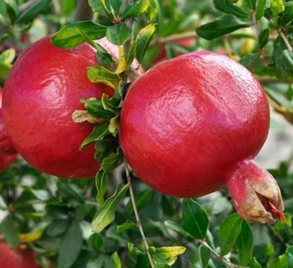 Russian_Hybrid_&_Healthy_Pomegranate_Fruit_Plant_(Grafted,_Pack_Of_1)