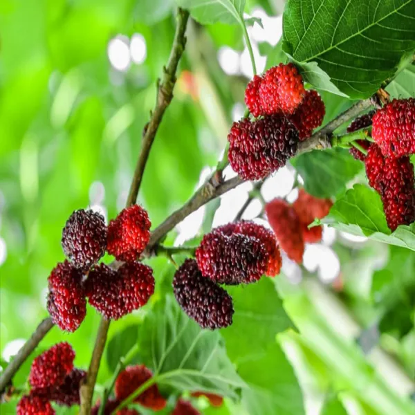 Mulberry_Hybrid_Plant_Without_Pot
