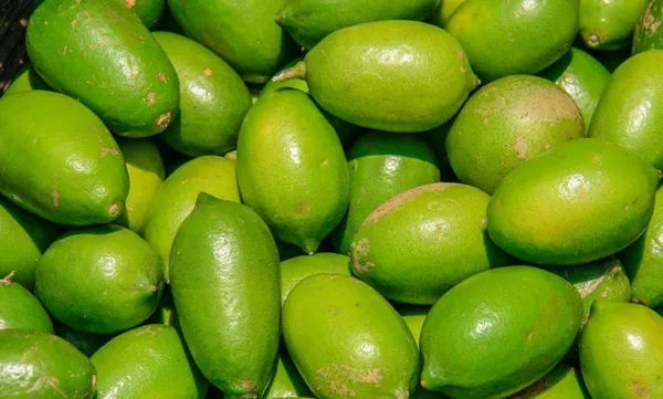All_Time_Madraji_Kagoji_Labu|Lemon__Fruit_Plant_&_Tree_For_Home_Garden_Hybrid_Kagoji_Lemon_Plant
