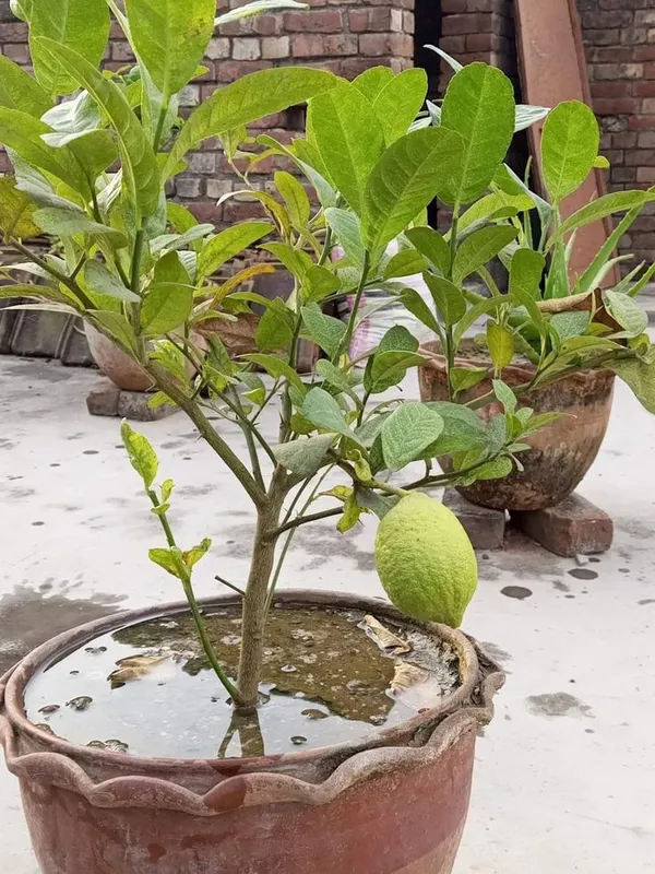 All_Time_Madraji_Kagoji_Labu|Lemon__Fruit_Plant_&_Tree_For_Home_Garden_Hybrid_Kagoji_Lemon_Plant