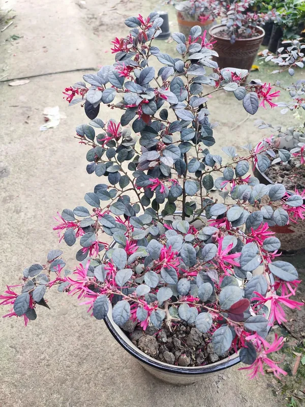 Chainise_Firingi_Live_Plant