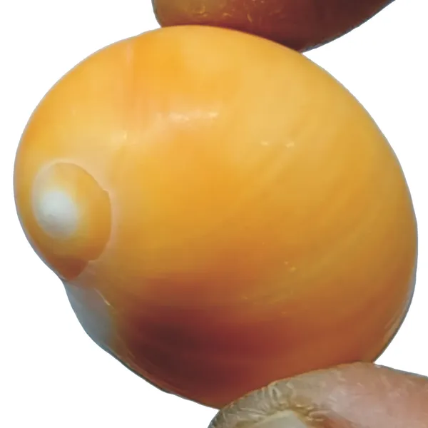 Consecrated_Natural_Medhavi_Shankh_For_Good_Knowledge_Overseas_Oppurtunities&Marriage_1inch