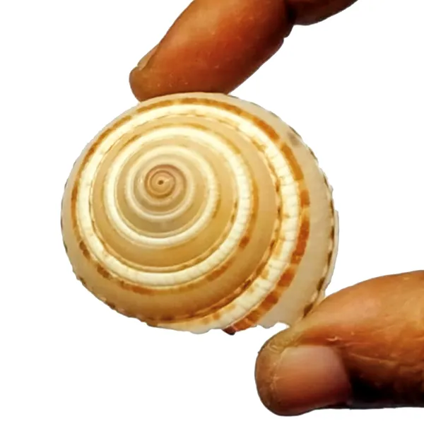 Consecrated_Natural_Sudarshana_Chakra_Shankh_For_Protection_From_Enemies_and_Diseases_1Â½inch