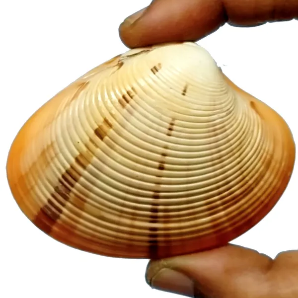 Consecrated_Natural_Rathi_Manmadh_Samudhra_Chippa_Kamdev_Sea_Shell_2.5inch_-_(S9035-17)
