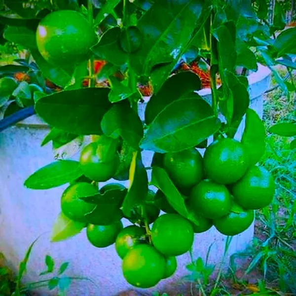 Seedless_Lamon