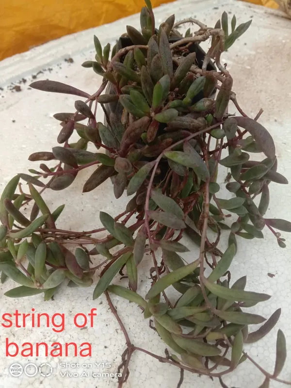 string_of_banana
