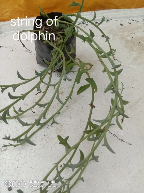 string_of_dolphin