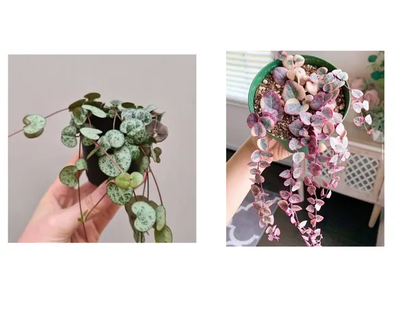string_of_heart_normal_and_verigated_combo