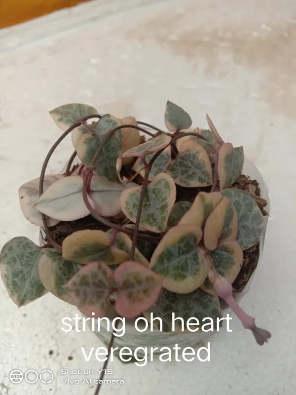 string_of_heart_verigated
