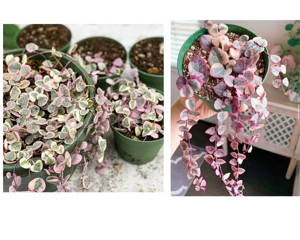string_of_heart_verigated_2_plants_combo