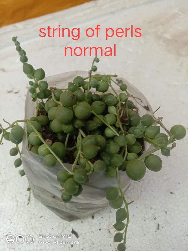 string__of_pearls