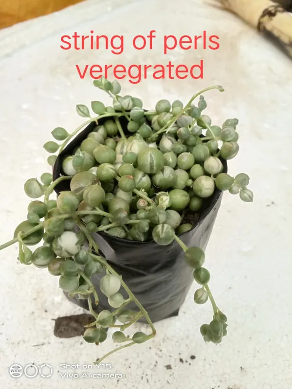 string_of_pearls_verigated