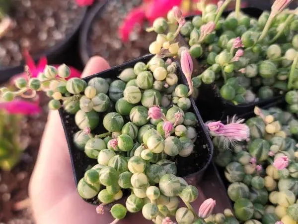 string_of_pearls_verigated