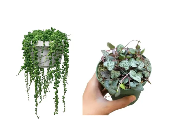string_of_pearls_verigated_and_normal_combo