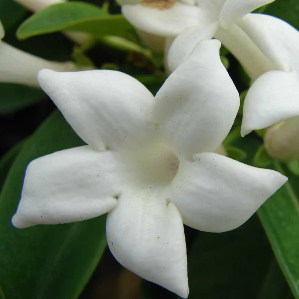 STEPHANOTIS_FLORIBUNDA_MADAGASCAR_JASMINE_PLANT