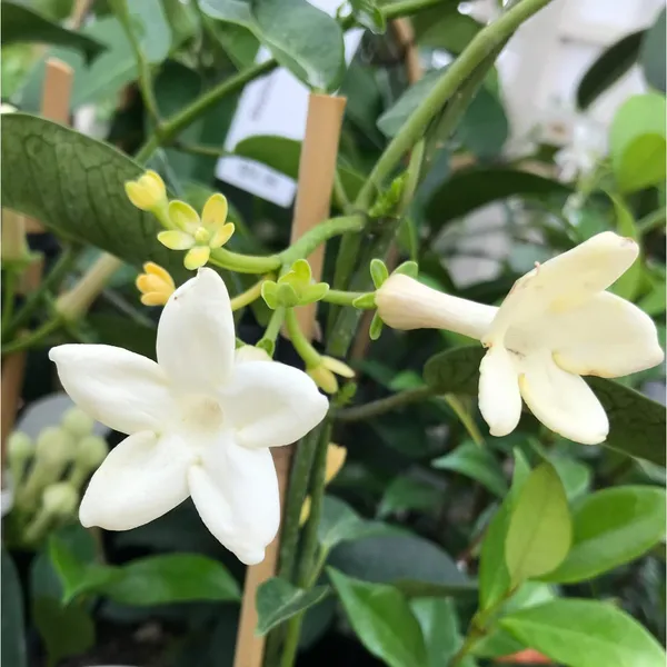 White_Stephanotis_Floribunda_Madagascar_Jasmine_Plant