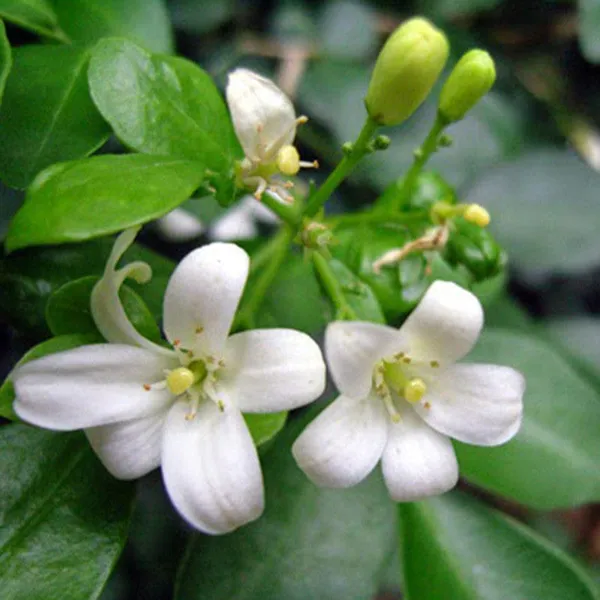Satin_Wood/Madhu_Kamini_Flower_Plant