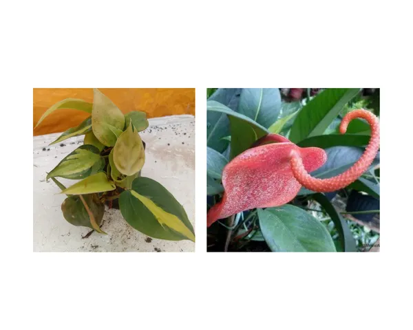 scherzerianum_dotted_and_syngonium_verigated_2_plants_combo