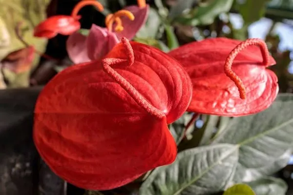scherzerianum_red