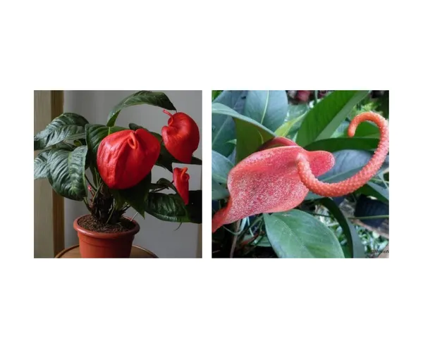 scherzerianum_red_and_dotted_2_plants_combo