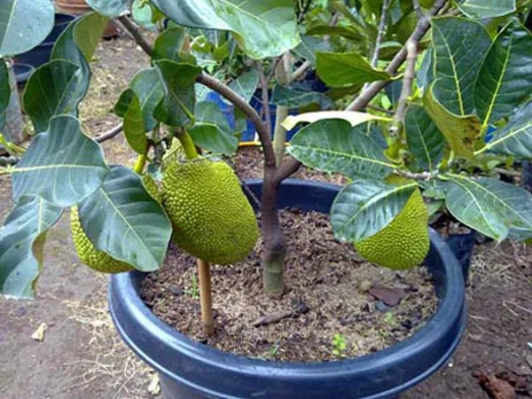 Nursery Stock
