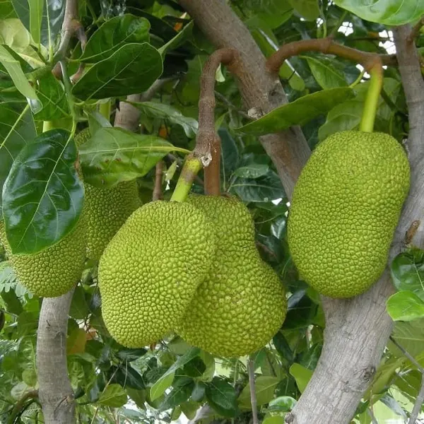 Seedless_Jackfruit_Plant