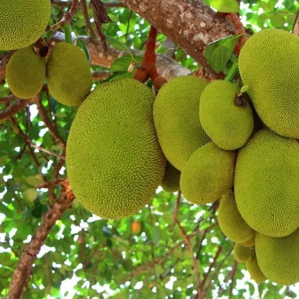 Seedless_Jackfruit_Plant