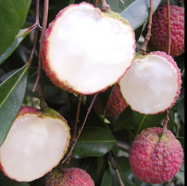 Seedless_Litchi_Hybrid_Fruit_Plant_Thailand_Variety