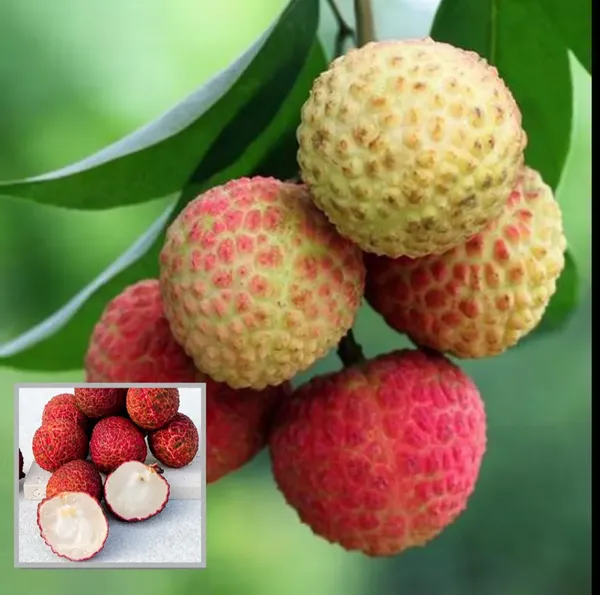Seedless_Litchi_Hybrid_Fruit_Plant_Thailand_Variety