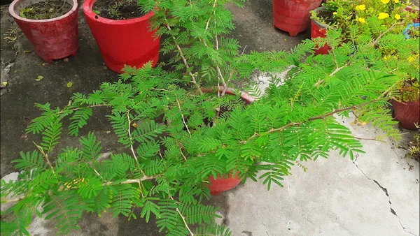 Greenery_Nursery®_Shami/Khejri/Ghaf_Tree/Jand/Sami_Plant_&_Tree__(1.5-3.5_Ft_Height)_For_Home_Garden_(Pack_Of_1)