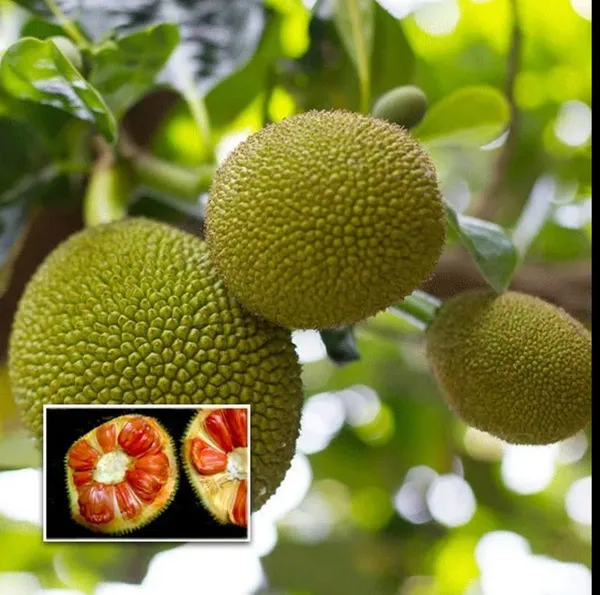 Thai_All_Time_Red_Jackfruit_Grafted_Fruit_Plant